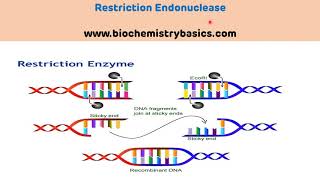 Introduction to Restriction Endonucleases  Restriction Enzymes [upl. by Chadwick122]