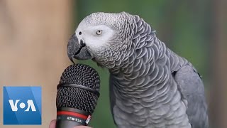 Talking Parrot  VOANews [upl. by Ebenezer]