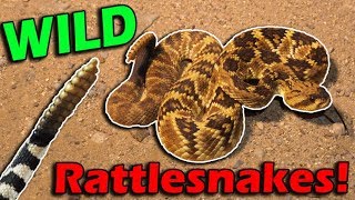 Meet Arizonas Rattlesnakes [upl. by Nasar]