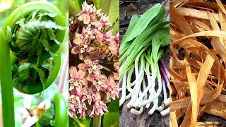 Wild Food Foraging Season 3 Milkweed Tree Cambium Fiddlehead Pine Cattail Evergreens Birch [upl. by Parrisch]