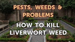 How to Kill Liverwort Weed [upl. by Katy]