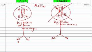 Linked Genes CIS vs TRANS Configuration [upl. by Dier880]