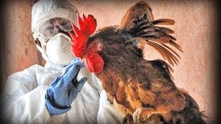 Avian Flu full documentary [upl. by Ntisuj181]