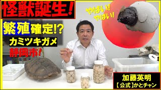 静岡市カミツキガメ定着！？卵が孵化！子ガメ誕生！早期発見対策中！全国各地で要注意！ Snapping turtle Chelydra serpentina ≫ 加藤英明【公式】かとチャン [upl. by Camilla]