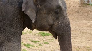 Do Elephants Really Like Peanuts [upl. by Pavier]