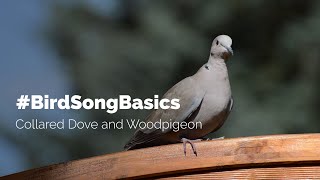 BirdSongBasics  Collared Dove and Woodpigeon [upl. by Chamkis730]