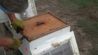 Combining two Honey Bee Colonies or Hives [upl. by Ppilihp489]