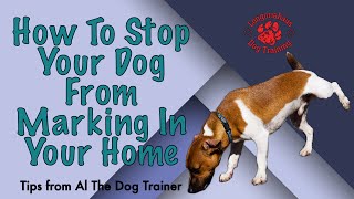 How To Stop Your Dog From Marking In Your Home  Tips From Al The Dog Trainer [upl. by Nerok]