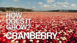 CRANBERRY  How Does It Grow [upl. by Ynoep]