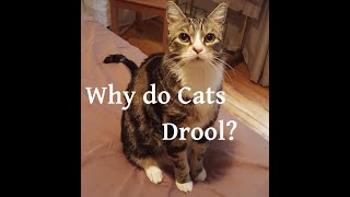 Why do Cats Drool [upl. by Evander]