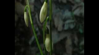 Snowdrops  A timelapse [upl. by Anawk]