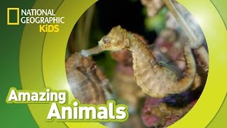 Seahorse  Amazing Animals [upl. by Anatolio]