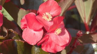 Sun and Shade Begonias [upl. by Issie291]