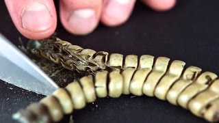 Whats Inside A Rattlesnake Rattle Close Up [upl. by Healy]