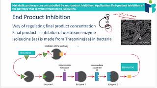 End Product Inhibition 813 IB Biology HL [upl. by Essilem]