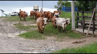 Rancho Santo Angel Gyr Lechero Veracruz México [upl. by Honeyman]