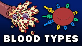 BLOOD TYPES  ABO and Rh Blood Group Systems [upl. by Holmun]