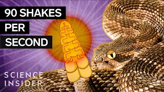 Whats Inside A Rattlesnakes Tail [upl. by Anoed935]