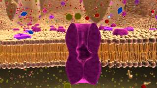 BIO 137 Membrane Transport Activity [upl. by Reidar]