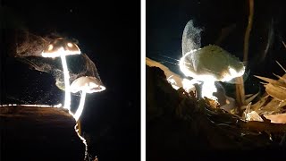 Mesmerising Mushrooms Release Wisping Spores [upl. by Clemence]