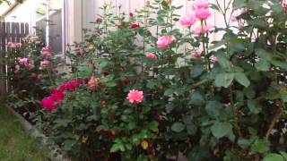 How to Naturally kill rid insects Aphids from Roses amp Garden DIY [upl. by Halas]