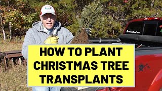 83 How To Plant Christmas Trees Using Bare Root Transplants [upl. by Danae]