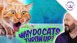 Why Do Cats Throw Up So Much [upl. by Noiramed]