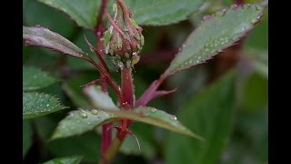 Managing Aphids on Roses [upl. by Chemar]