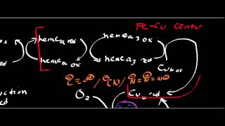 Biochemistry  Cytochrome c Oxidase Complex IV [upl. by Terza]