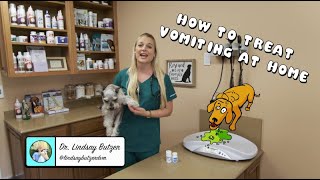 How To Treat Vomiting at Home  Vomiting dog [upl. by Antrim]