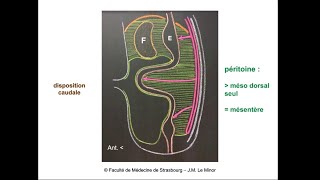 Anatomie générale du système digestif 1 [upl. by Winterbottom]