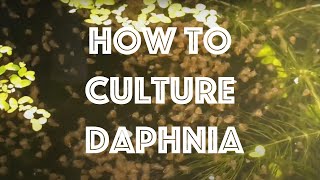 How To Culture Daphnia Magna [upl. by Isabelita]