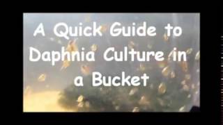 How to culture daphnia outside [upl. by Koral]