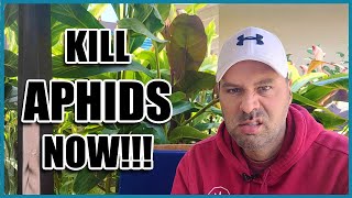 How to Get Rid of APHIDS [upl. by Gonick155]