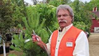 How To Prune Evergreens Part 1  Pine Trees [upl. by Otir]