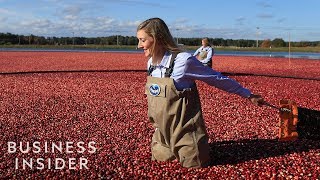 How Ocean Spray Harvests 220 Billion Cranberries A Year [upl. by Onilatac]