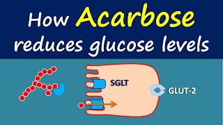 How Acarbose reduces glucose levels [upl. by Valene]