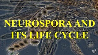 NEUROSPORA AND ITS LIFE CYCLE [upl. by Herahab]