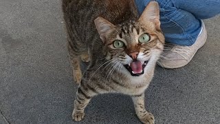 Excited cat meowing very loudly [upl. by Dierdre]