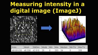 Measuring intensity in a digital image ImageJ [upl. by Pate]