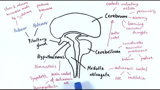 A2 Biology  The brain OCR A Chapter 137 [upl. by Lilias274]