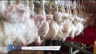 ABATTOIR DE VOLAILLES AU SENEGAL [upl. by Carmel20]