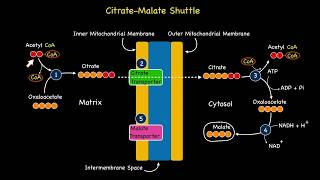 Citrate Malate Shuttle System [upl. by Bigelow]