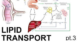 Lipid Transport Pt 3 [upl. by Nadbus]