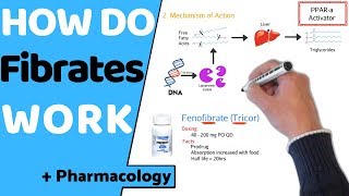 How do Fibrates Work  Pharmacology [upl. by Helaine466]