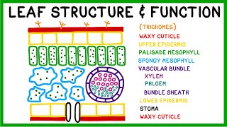 Leaf Structure and Function [upl. by Elyad]