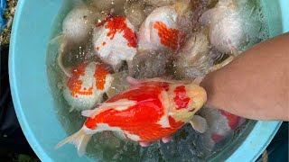 Big Best quality Oranda and Ryukin Goldfish [upl. by Laszlo]