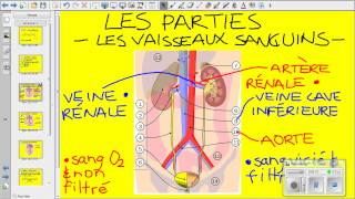 Vidéo système urinaire [upl. by Neltiac893]