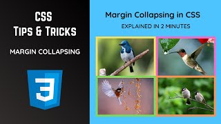 CSS Margin Collapsing A Concise 2Minute Explanation  CSS Tips amp Tricks [upl. by Aerdnaek862]