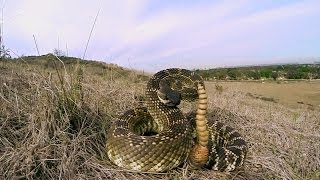 GoPro Rattlesnake Wranglers [upl. by Thea]